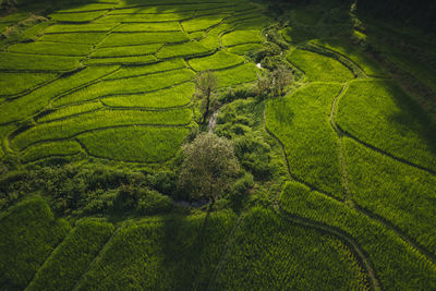 High angle view of agricultural field