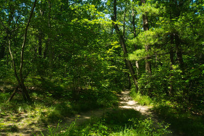 Trees in forest