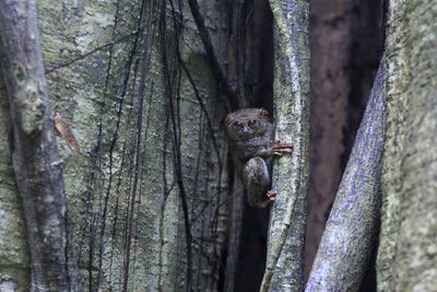 Close-up of squirrel on tree trunk