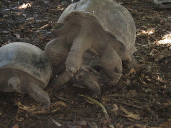 High angle view of turtle on field