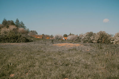 Trees on field against clear sky