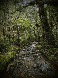 Walkway amidst trees in forest