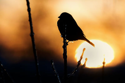 Close-up of silhouette bird against sunrise sky