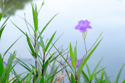 Close-up of pink flowering plants against blurred background