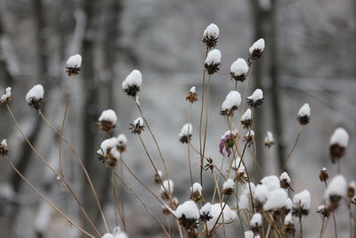 Close-up of white flowering plants