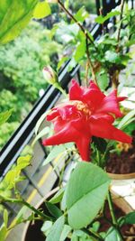 Close-up of red flowers blooming outdoors