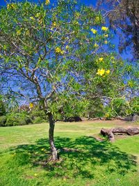 Trees on field