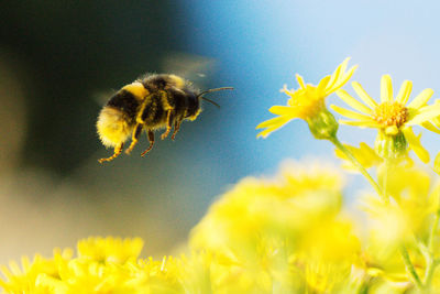 Close-up of bumblebee flying over yellow daisies