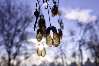 Close-up of dried leaves