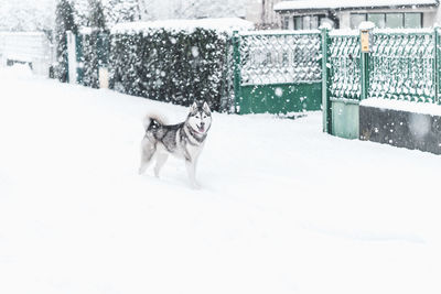 Dog on snow covered landscape