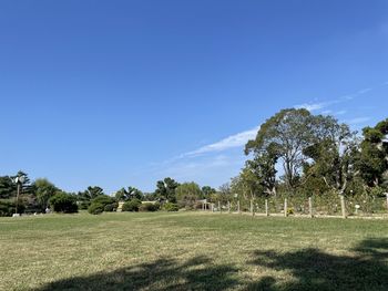 Trees on field against blue sky