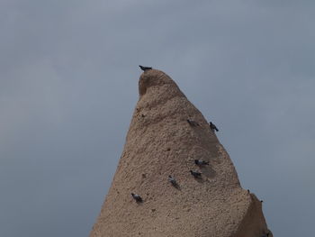 Low angle view of bird perching against sky