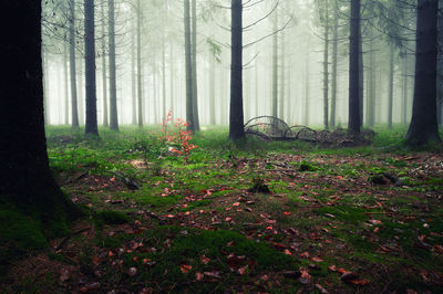 Trees in forest during autumn