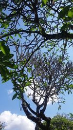 Low angle view of flowering tree against sky