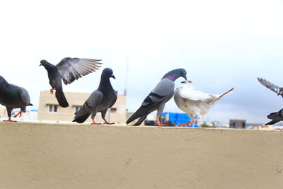 Seagulls flying against the sky