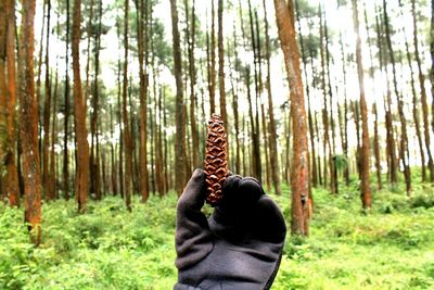 Close-up of man wearing glove while holding pine cone in forest