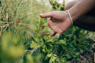 Midsection of person holding plant growing on field