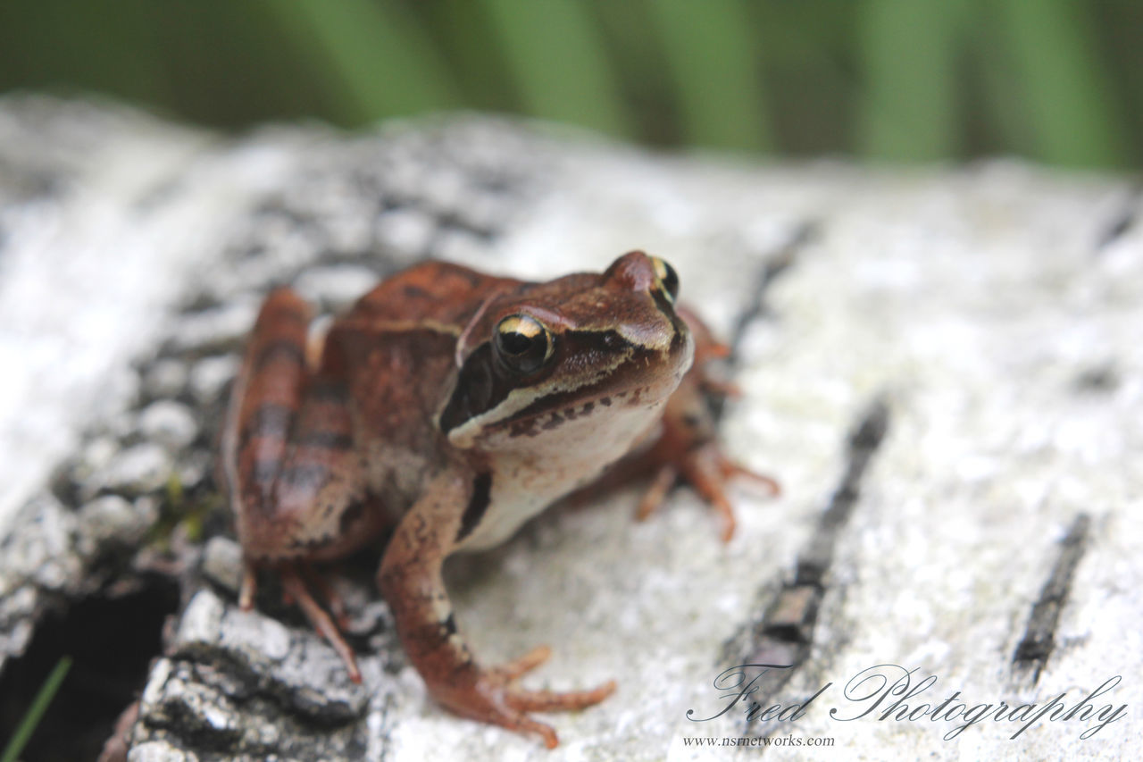 animal themes, one animal, animals in the wild, wildlife, close-up, selective focus, focus on foreground, insect, lizard, nature, outdoors, day, reptile, no people, rock - object, frog, leaf, side view, high angle view, amphibian