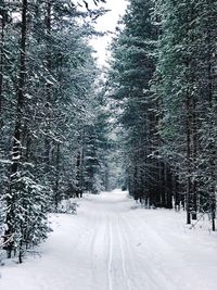 Snow covered trees in forest against sky