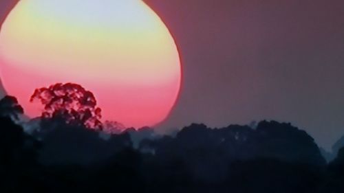Close-up of silhouette trees against sky at sunset