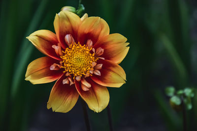 Close-up of yellow flower