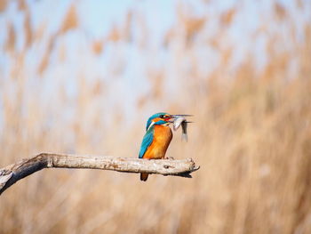 Close-up of bird perching on branch