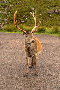 Portrait of deer standing on land