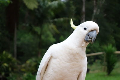 Close-up portrait of cockatoo