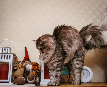 Cat lying on table against wall