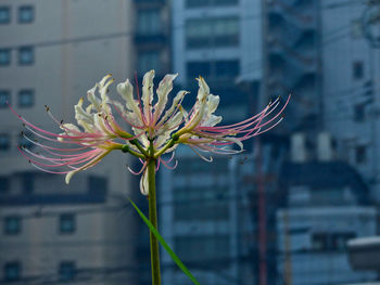 Close-up of flowering plant in city