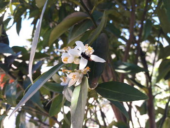 Close-up of bee on white flower