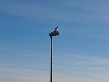 Low angle view of seagull perching on street light against sky