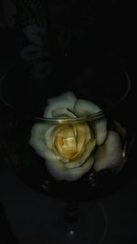 High angle view of roses in container