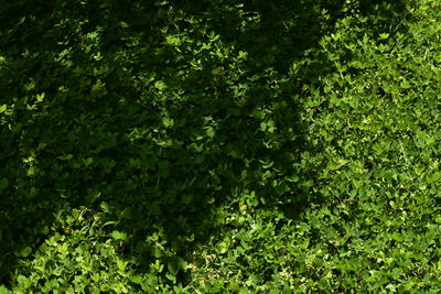 Full frame shot of trees