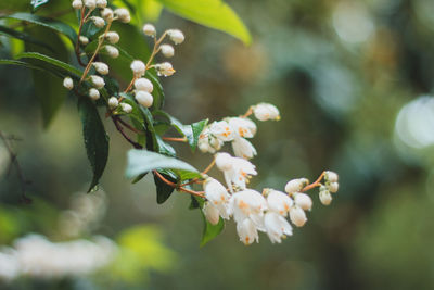 Close-up of fresh white flower tree