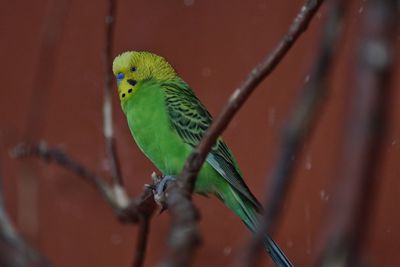 Close-up of parrot perching on branch