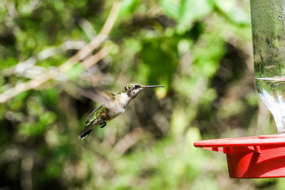 Close-up of bird flying