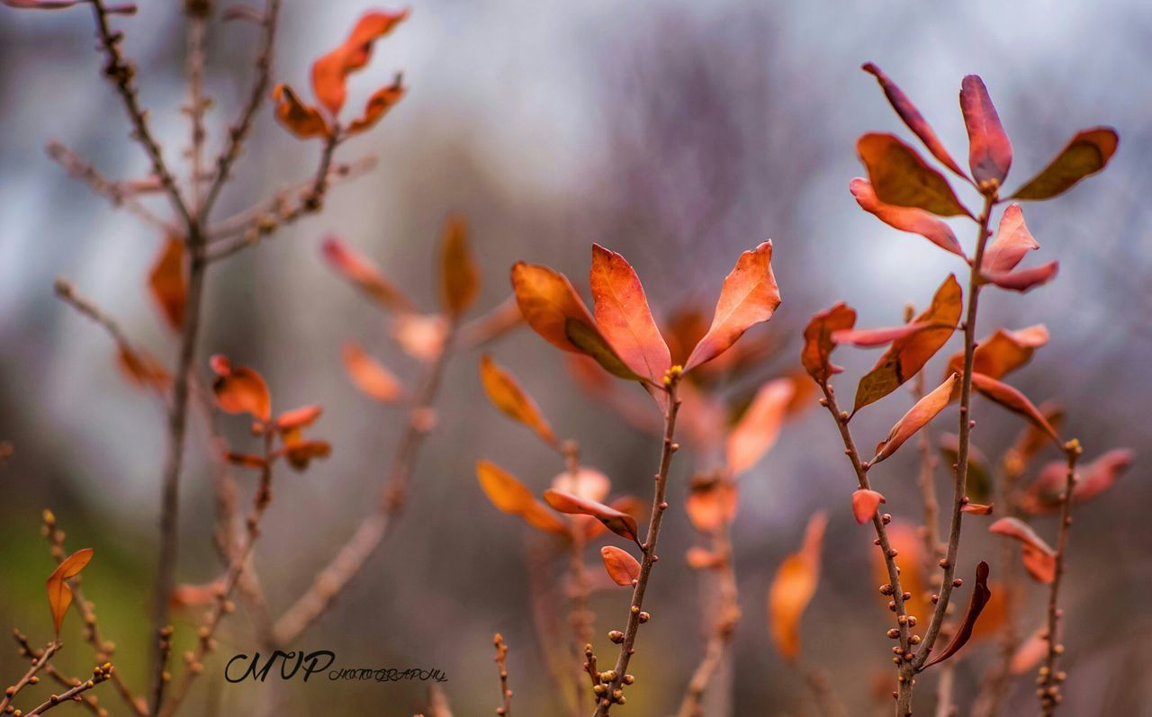 branch, focus on foreground, growth, nature, autumn, season, close-up, leaf, twig, beauty in nature, change, tranquility, tree, plant, sky, selective focus, outdoors, stem, day, fragility