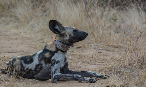 Black dog resting on field