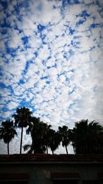 Silhouette palm trees against cloudy sky