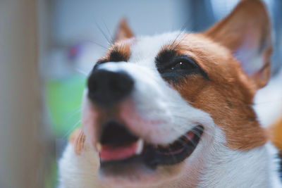 Close-up of dog looking away