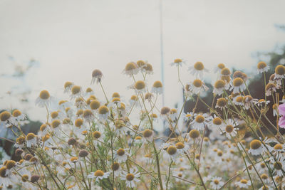 Close-up of flowers blooming against sky