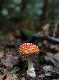 Close-up of fly agaric mushroom on field