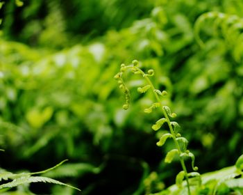 Close-up of wet plant