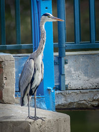 High angle view of gray heron perching