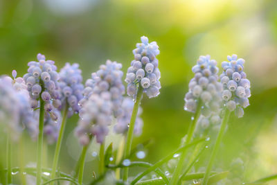 Close-up of purple flowering plant