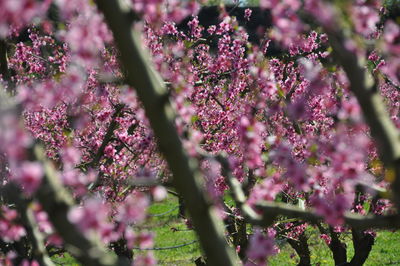 Pink cherry blossoms in spring