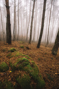 Trees in forest