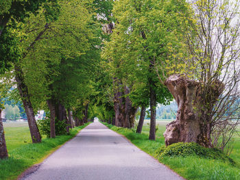 Road amidst trees and plants