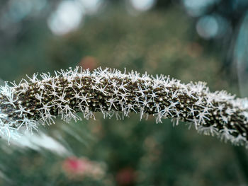 Close-up of plants in a community garden 